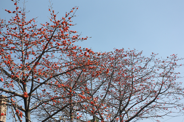 春暖花开满校园之三
