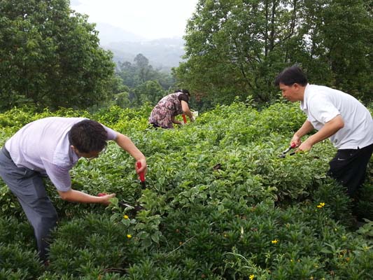 校园换新貌